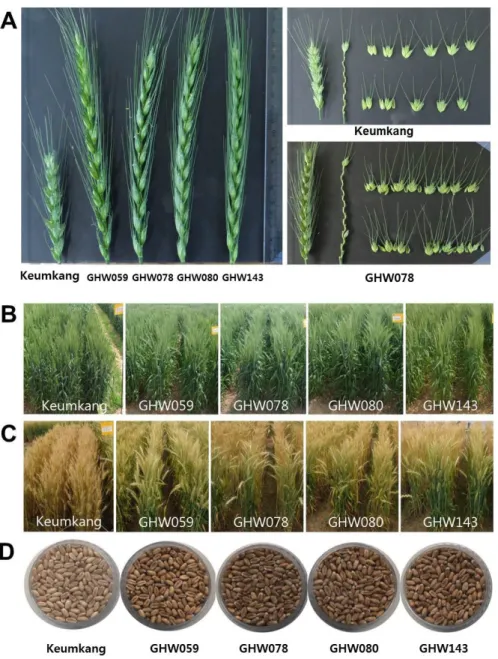 Fig. 1. Image of spike and spikelet (A), heading stage (B), maturing stage (C) and grain (D) of Korean wheat 164 line with long  spike and Keumkang.