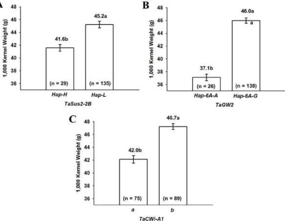 Fig. 3. Difference in 1,000-kernel weight according to the genotype of  TaSus2-2B (A), TaGW2  (B) and TaCwi-A1  alleles (C) in Korean  wheat line with long spike