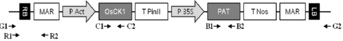 Fig. 1. Schematic representation of the inserted vector used for rice transformation. The arrows indicate primer (Table 1) sites and  the direction of synthesis