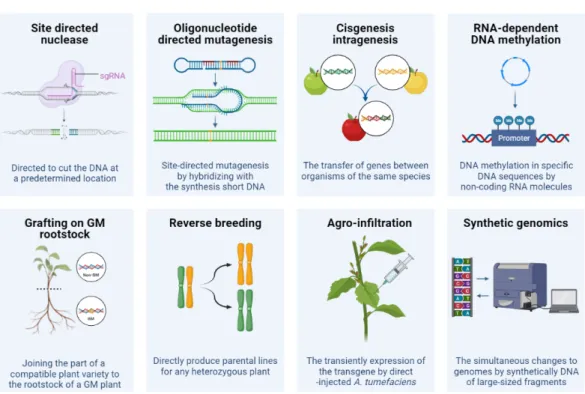 Fig. 1.  List of the new plant breeding  techniques. Indicated the eight technologies defined by the EU Commission in 2011  as technologies  that  can  develop  new  varieties  with  desired  characteristics  by  modifying  the  DNA  of  seeds  and  plant 