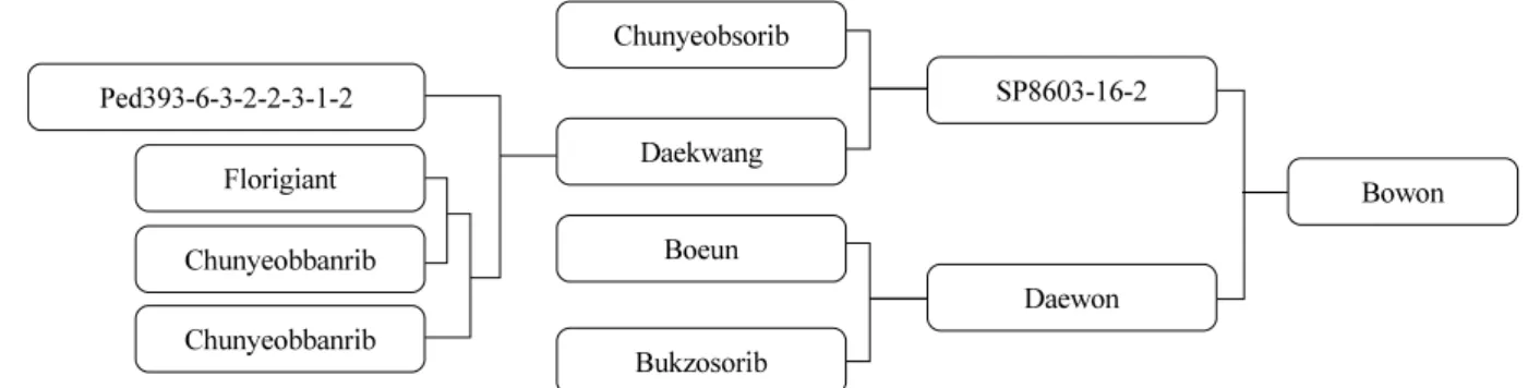 Fig. 2. Genealogical diagram of ‘Bowon’.