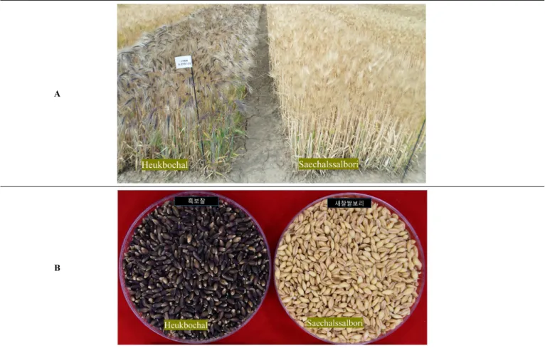 Fig. 2.   Comparison  of  some  traits  in  ‘Heukbochal’  (Left)  and  ‘Saechalssalbori’  (Right)