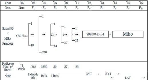 Fig. 2.   Genealogical  diagram  of  ‘Miho’.