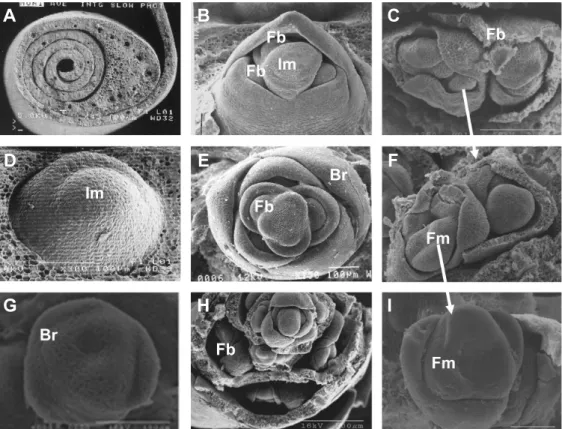 Fig.  2.  Longitudinal  section  of  an  inflorescence  of  C.  alismatifolia