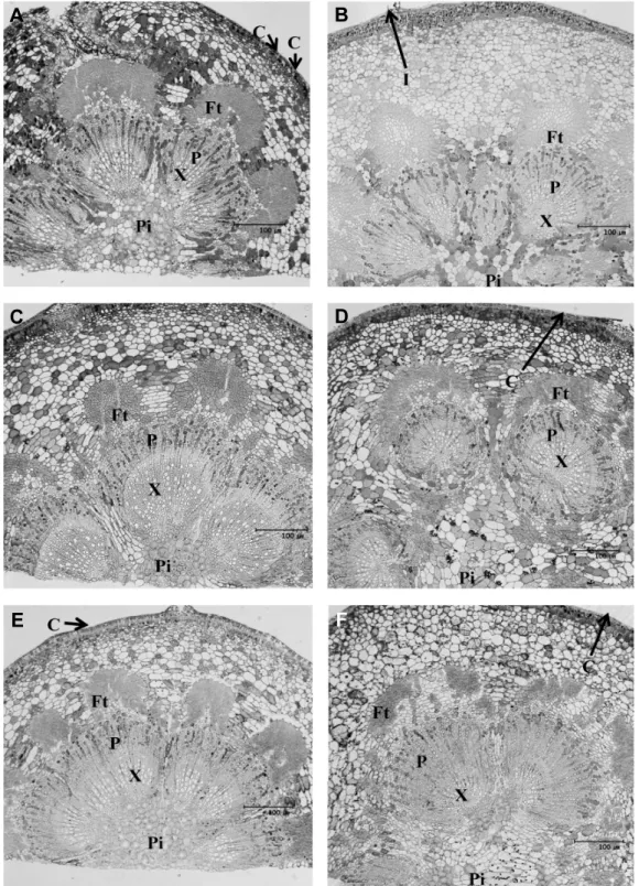 Fig.  3.  Cross  section  of  GA  treated  (A,  C,  E)  and  non-treated  (B,  D ,  F)  fruit  stalk  at  40  (A,  B),  70  (C,  D ),  114  (E,  F)  days  after  full  bloom  in  ‘Hanareum’  pear  (×400)