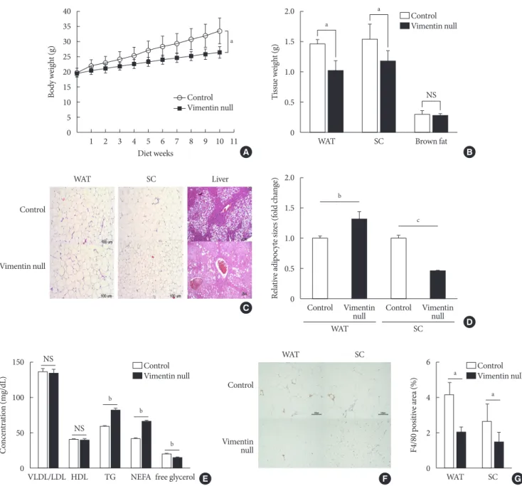 Fig. 1. Vimentin deficiency prevents diet-induced obesity. (A) Vim −/−  mice (n=10) and control wild-type mice (n=10) were fed a  high-fat diet (HFD) for 10 weeks