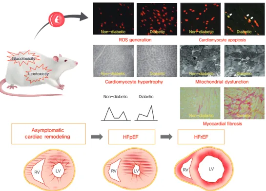 Fig. 1. Pathological and functional changes of diabetic cardiomyopathy. The pathologies of the diabetic hearts show that the in- in-creases in reactive oxygen species generation, apoptosis, cardiac hypertrophy, mitochondrial dysfunction, and myocardial fib