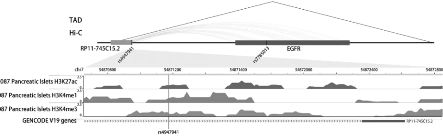 Fig. 3. Association of the minor allele “A” of rs7785013 with  the expression of the epidermal growth factor receptor (EGFR)  in the pancreas of subjects carrying different genotypes of  rs4947941 in the GTEx Pilot Project