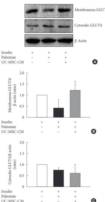 Fig. 2. The effect of umbilical cord-mesenchymal stem cell- cell-conditioned medium (UC-MSC-CM) on protein expression of  glucose transporter type 4 (GLUT4)