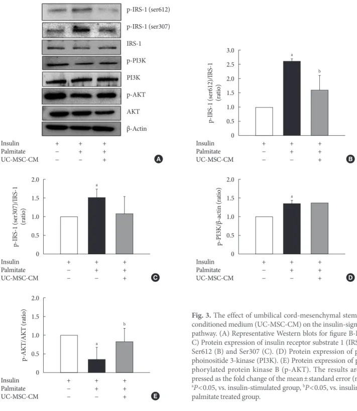 Fig. 3. The effect of umbilical cord-mesenchymal stem cell- cell-conditioned medium (UC-MSC-CM) on the insulin-signaling  pathway