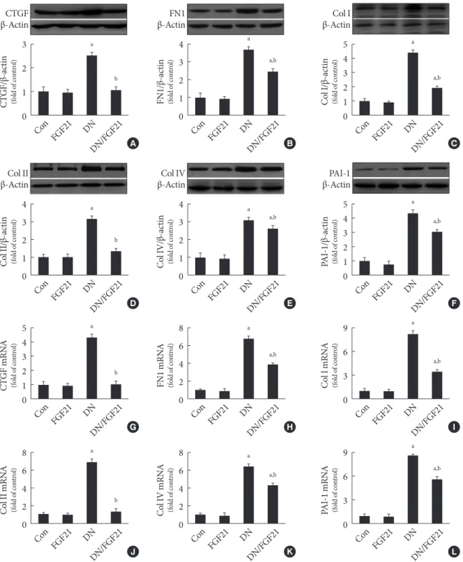 Fig. 1. Effects of fibroblast growth factor 21 (FGF21) supplement on renal extracellular matrix (ECM) accumulation in diabetic  nephropathy (DN) mice