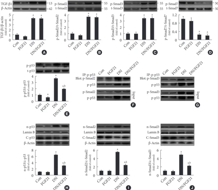 Fig. 2. Effects of fibroblast growth factor 21 (FGF21) supplement on the formation and nuclear translocation of p53/Smad2/3  complex