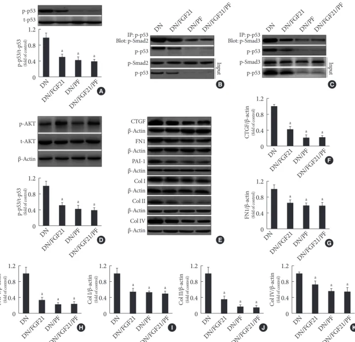 Fig. 3. Effect of piﬁthrin-α (PF-α) on fibroblast growth factor 21 (FGF21)-induced suppression of renal p53 phosphorylation and  interaction of p53/Smad2/3