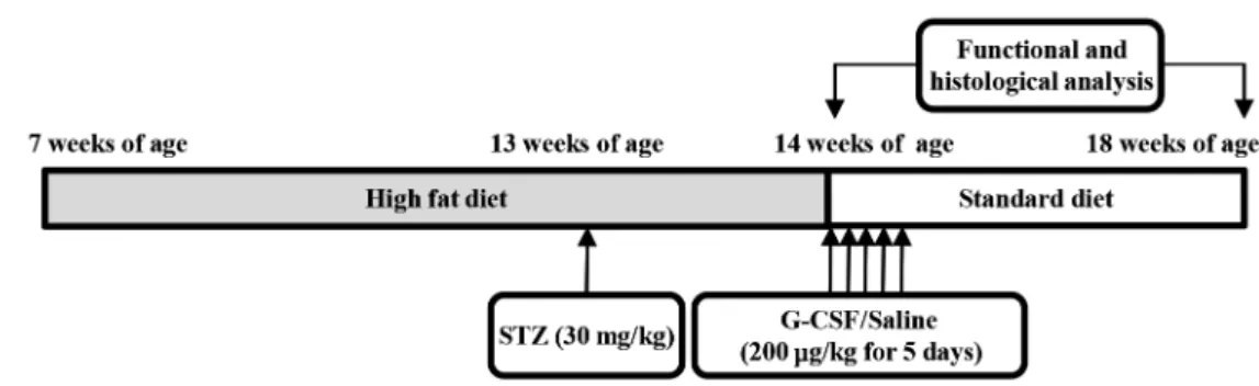 Fig. 1. Experimental protocol. Normal rats (n=8) were fed a standard diet and diabetic rats (n=15) were fed with a high-fat diet  for 7 weeks