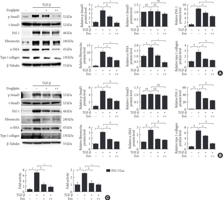 Fig. 2. Effects of evogliptin (Evo) on transforming growth factor-β (TGF-β)-induced pro-fibrotic gene expression in cultured kid- kid-ney cell lines