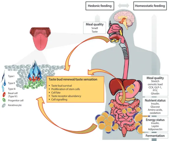 Fig. 1. Effects of obesity on the sense of taste and its relation to food intake. Food intake is driven by the interplay of hedonic and  homeostatic feedback