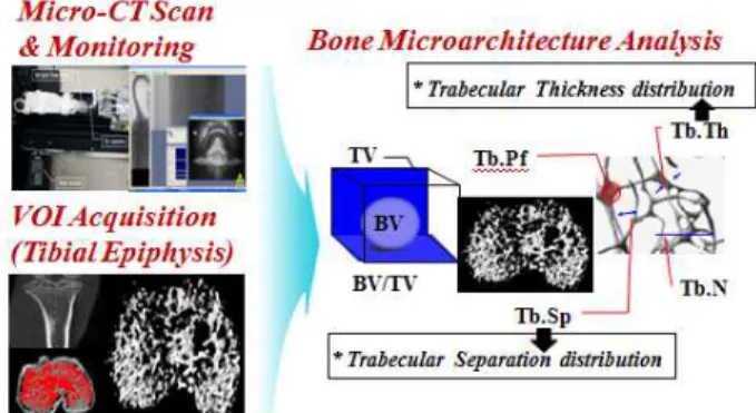 Fig. 2 µ–CT scan, monitoring, VOI (Volume of interest)  acquisition,  and  bone  microarchitecture  analysis  in  3D  trabecular  bone  (BV/TV:  bone  volume/tissue  volume,  BS/BV:  bone  surface  to  bone volume, Tb.Pf: trabecular bone pattern factor,  T