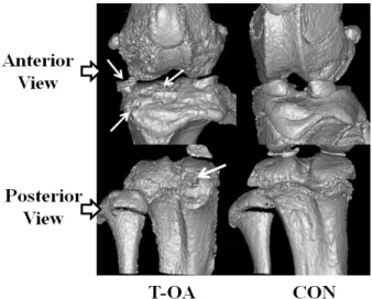Fig.  9  Representative  radiological  images  of  knee joints  in  T-OA  groups  at  8  weeks  (white  arrows:  local  bone erosion at tibial epiphysis) 
