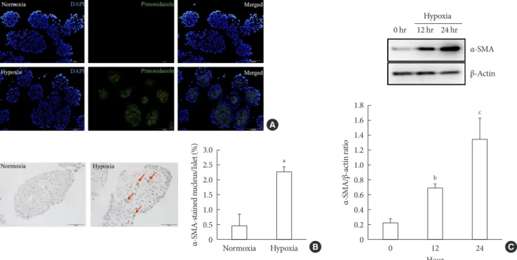 Fig. 1. Activation of pancreatic stellate cells (PSCs) in islets after hypoxia. (A) Images showing pimonidazole (green) staining of  islets after incubation in normoxia or hypoxia for 2 hours