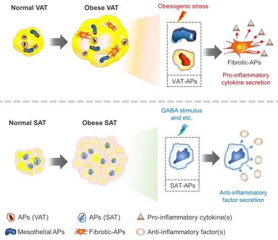 Fig. 4. Subcutaneous and visceral adipogenic progenitors (APs) differentially respond to obesity and exert opposite effects on adi- adi-pose tissue inflammation