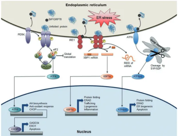 Fig. 1. Canonical endoplasmic reticulum (ER) stress-induced unfolded protein response (UPR) pathways in mammals