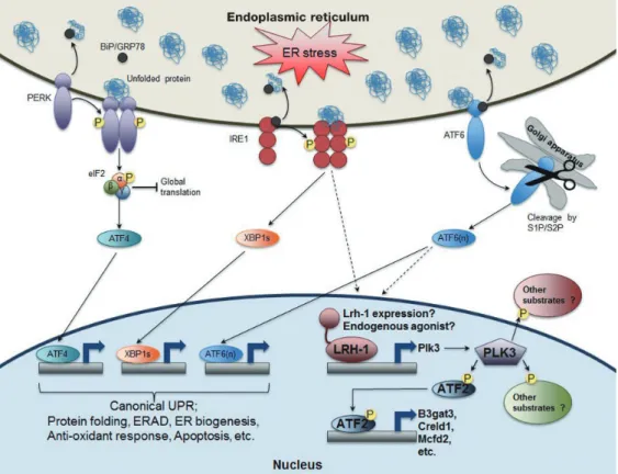 Fig. 2. The role of nuclear receptor liver receptor homolog-1 (LRH-1) in endoplasmic reticulum (ER) stress resolution