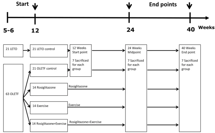 Table 1 reports the metabolic parameters of the LETO and  OLETF rats of each group at 40 weeks (after the 28-week  inter-vention)