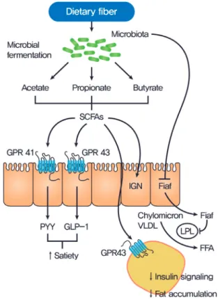 Fig. 1. Gut microbiota regulation of host metabolism. Undi- Undi-gested carbohydrates are fermented by gut microbiota into  short-chain fatty acids (SCFAs), primarily acetate, propionate,  and butyrate
