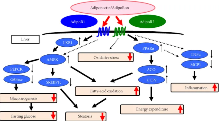 Fig. 1. In liver, adiponectin receptor 1 (AdipoR1) activates AMP-activated protein kinase (AMPK) pathway, whereas AdipoR2  activates peroxisome proliferator-activated receptor α (PPARα) pathway, both ameliorating insulin resistance and steatosis  [30,34]
