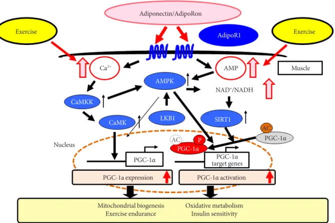 Fig. 2. In muscle, adiponectin receptor 1 (AdipoR1) regulates peroxisome proliferator-activated receptor α (PPARα) coactiva- coactiva-tor-1 (PGC-1α) via AMP-activated protein kinase (AMPK)-sirtuin 1 (SIRT1) and Ca 2+ -calcium/calmodulin-dependent protein  