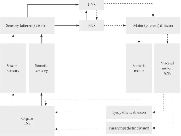 Fig. 1. Structure of autonomic nervous system (ANS). CNS, central nervous system; PNS, peripheral nervous system; INS, in- in-trinsic nervous system