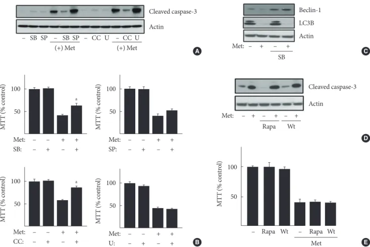 Fig. 4. Inhibition of p38 mitogen-activated protein kinase (p38MAPK) as well as AMP-activated protein kinase protected cells  from apoptosis induced by metformin (Met)