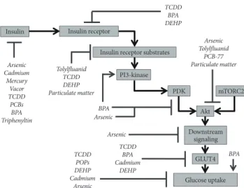 Fig. 1. Insulin signaling targets of endocrine disrupting chem- chem-icals (EDCs). Multiple studies have examined the effects of  EDCs on various aspects of insulin synthesis, release, and  cellu-lar action