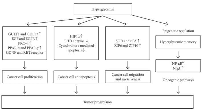 Fig. 1. Impact of hyperglycemia on tumor progression. A hyperglycemic environment contributes to tumor progression through  multiple pathways