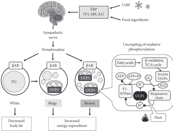 Fig. 1. Sympathetically activated thermogenesis in brown adipose tissue, lipid mobilization from white adipose tissue, and in- in-duction of beige cells