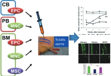 Fig. 2. Cell therapy for diabetic neuropathy (DN) using adult  stem or progenitor cells