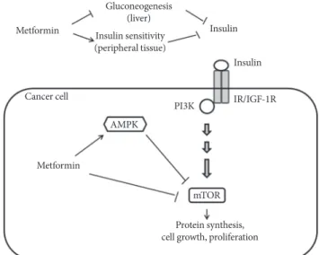 Fig. 1. Effects of metformin on cancer. Metformin inhibits he- he-patic gluconeogenesis and stimulates glucose uptake in  pe-ripheral tissue, thereby lowering circulating insulin levels, and  indirectly reducing phosphatidylinositol-3-kinase (PI3K)/