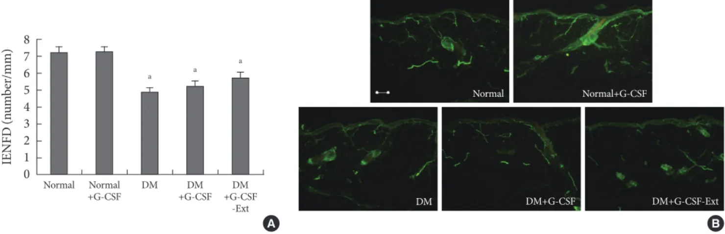 Fig. 1. (A) Intraepidermal nerve fiber density (IENFD) on the dorsum of the foot at 24 weeks and (B) morphologic pattern of  antiprotein gene product 9.5-positive small nerve fibers