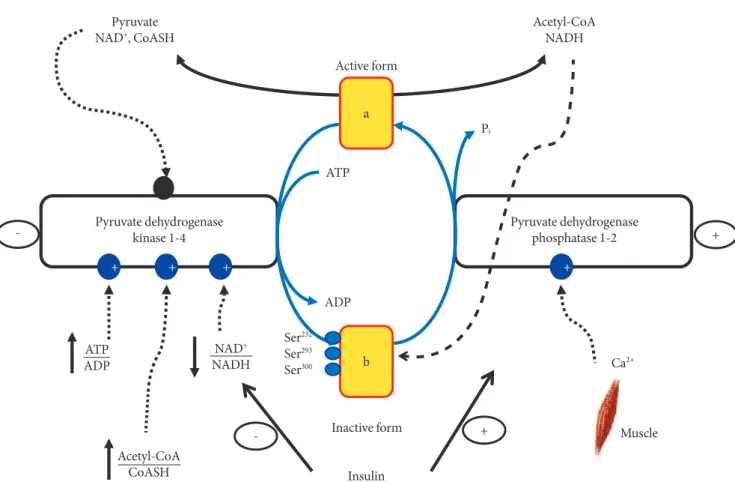 Fig. 3. Physiological factors that control muscle pyruvate dehydrogenase activity. NAD, nicotinamide adenine dinucleotide; 