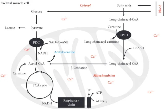 Fig. 4. The competition between pyruvate dehydrogenase complex (PDC) activity-mediated carbohydrate oxidation and fat oxi- oxi-dation for the cellular coenzyme A (CoASH) and carnitine availability