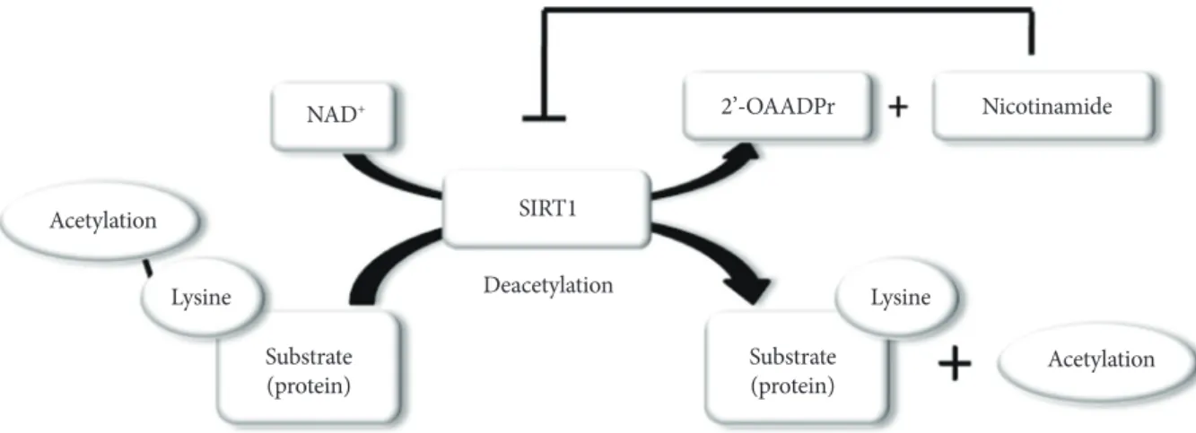 Fig. 1. Enzymatic activities of sirtuin 1 (SIRT1). NAD +  is consumed as a substrate for the deacetylation of target proteins