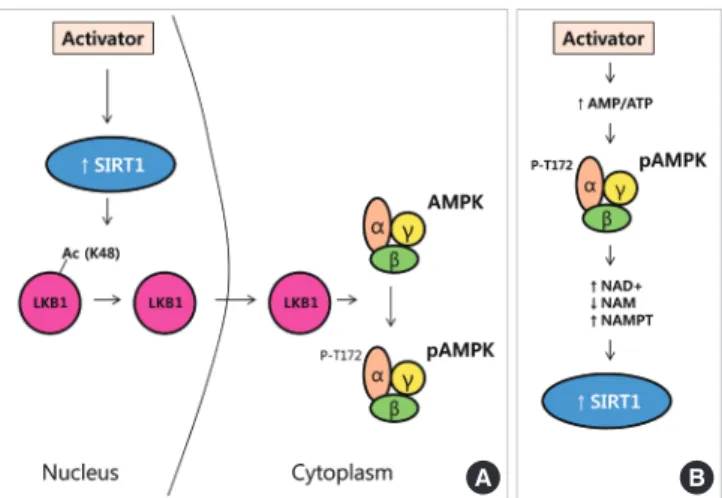 Fig. 1. Proposed regulatory mechanisms between silent mat- mat-ing type information regulation 2 homolog (SIRT1) and  AMP-activated protein kinase (AMPK)