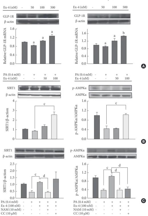 Fig. 2. Regulation of glucagon-like peptide-1 receptor (GLP-1R), SIRT1 and AMPK by exendin-4 (Ex-4) in HepG2 and Huh7  cells