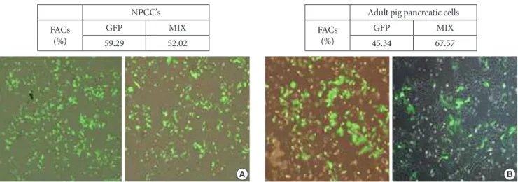 Fig. 2. Adenovirus-mediated expression of green fluorescent protein (GFP) and PDX-1+BETA2+MafA in the neonatal pancre- pancre-atic cell clusters (NPCCs) and adult pig pancrepancre-atic cells