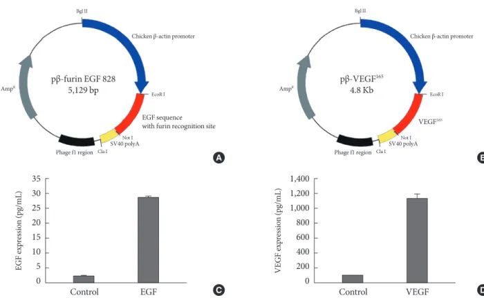 Fig. 1.  Plasmid constructions and their expressions by ultrasound mediated gene delivery in human embryonic kidney (HEK)  293 cells