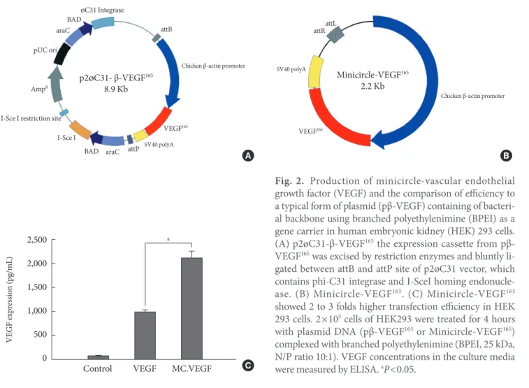Fig. 2.  Production of minicircle-vascular endothelial  growth factor (VEGF) and the comparison of efficiency to  a typical form of plasmid (pβ-VEGF) containing of  bacteri-al backbone using branched polyethylenimine (BPEI) as a  gene carrier in human embr