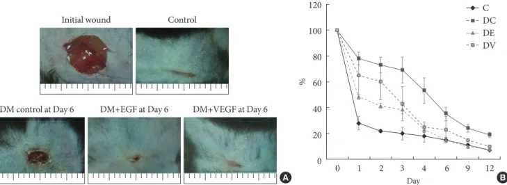 Fig. 3.  Wound size comparison by ultrasound mediated gene delivery of epidermal growth factor (EGF) and vascular endothe- endothe-lial growth factor (VEGF)