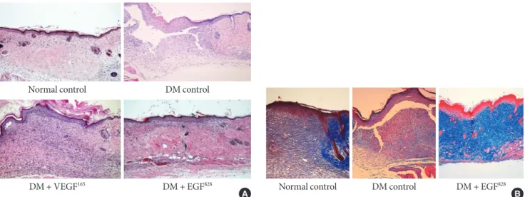 Fig. 5.  Histology of wound tissues. (A) Histology of wound tissues at day 12 post operation (H&amp;E stain, ×100)