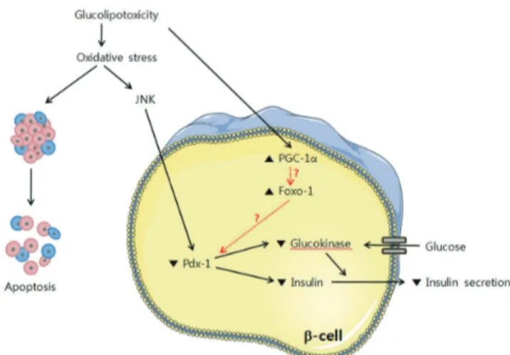 Fig. 4.  β-cell dysfunction by glucolipotoxicity. Under glucoli- glucoli-potoxic conditions, oxidative stress is induced and the JNK  pathway is activated