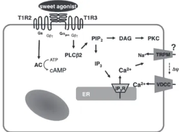 Fig. 3.  Signaling system activated by the sweet taste receptor  in β-cells. PLCβ2, phospholipase C-β2; cAMP, cyclic AMP; ER,  endoplasmic reticulum.